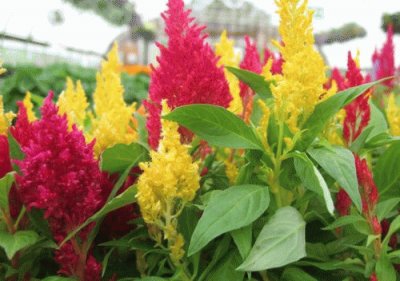 CELOSIA