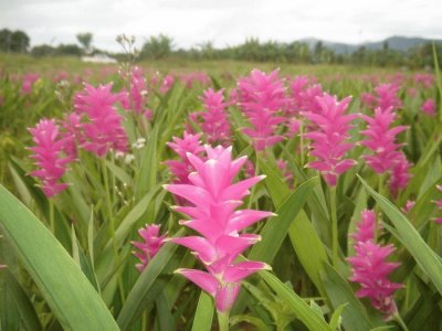 CURCUMA