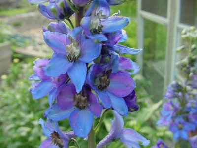 DELPHINIUM