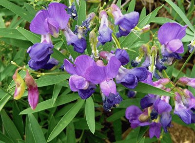 LATHYRUS