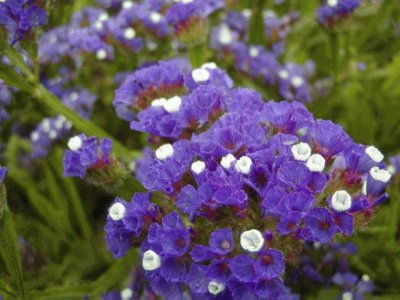 LIMONIUM