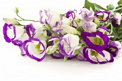 LISIANTHUS