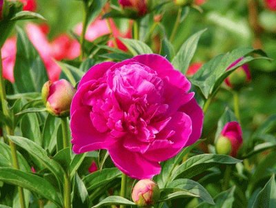 PEONIA