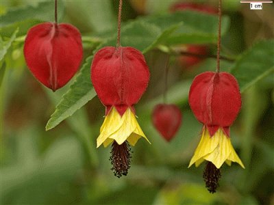 Abutilon