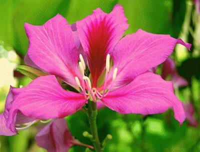 Bauhinia