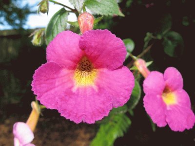 Achimenes