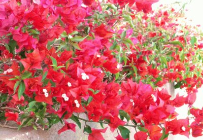 Bougainville