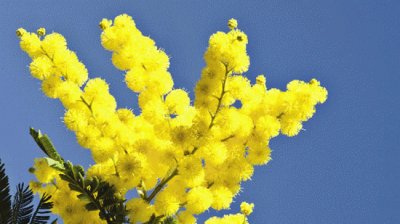 Mimosa