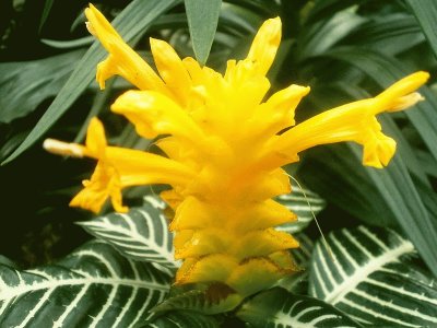 Aphelandra squarrosa