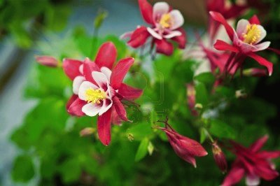 Aquilegia