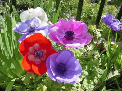 Anemone coronaria