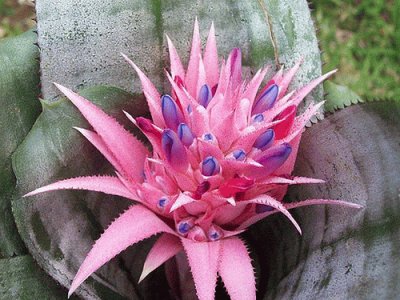 Aechmea fasciata