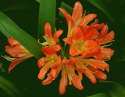 Clivia miniata