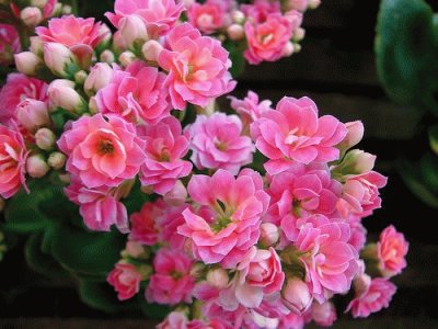 Kalanchoe