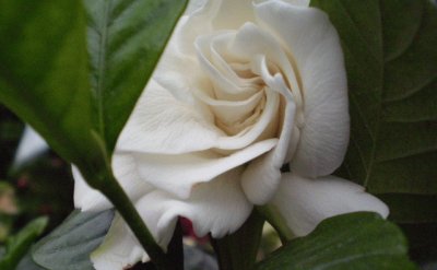 Gardenia