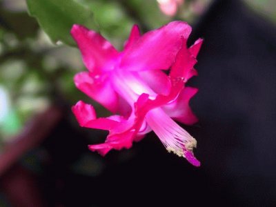 Schlumbergera