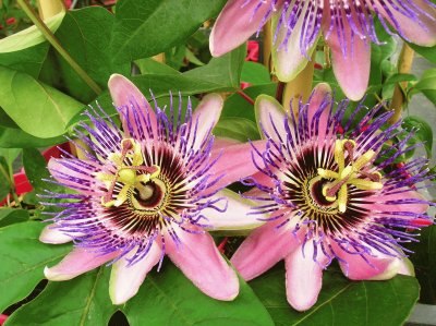 Passiflora caerulea