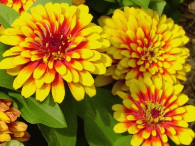 Zinnia