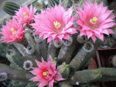 Echinocereus