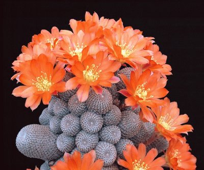 Rebutia