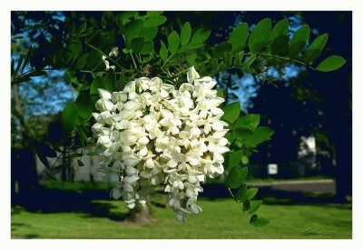 Acacia