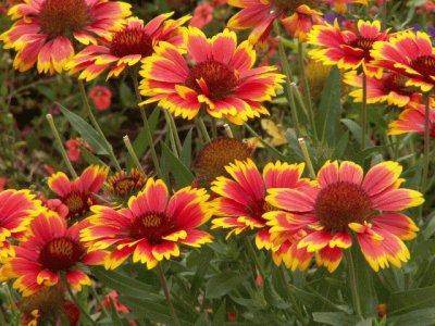 Gaillardia