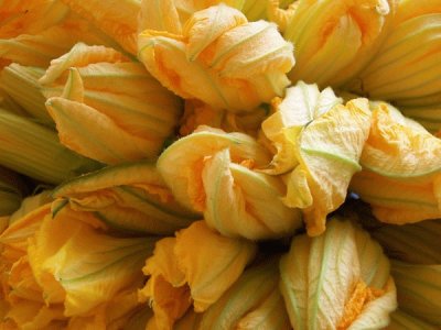 fiori di zucca