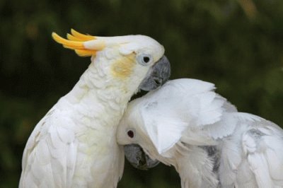 cacatua