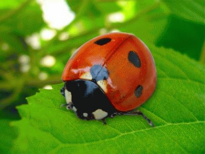 coccinella