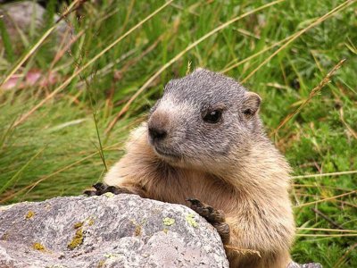 marmotta