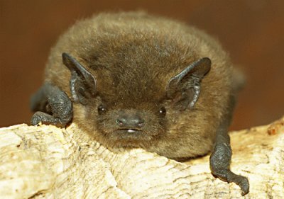 pipistrello