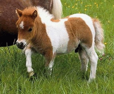 pony