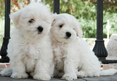 Bichon MaltÃ©s #7