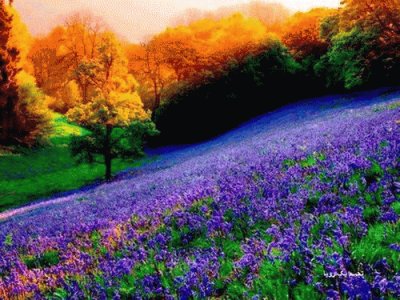 Purple Hillside in Autumn