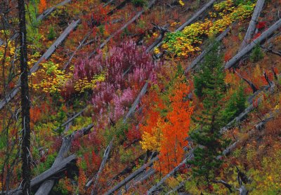 Yellowstone N.P.