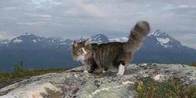 skogkatt