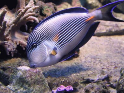 Acanthurus sohal