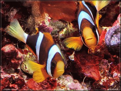 Amphiprion clarkii