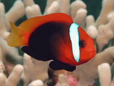 Amphiprion frenatus