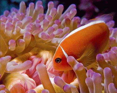 Amphiprion perideraion