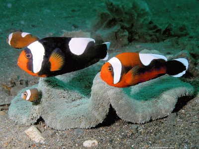 Amphiprion polymnus