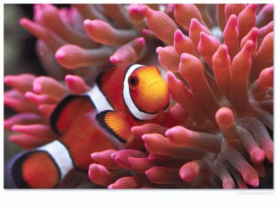 Amphiprioninae