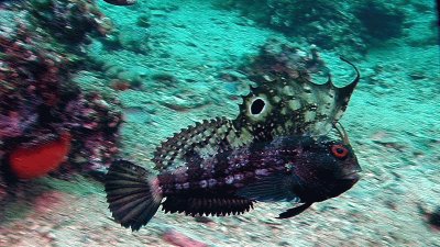 Blennius ocellaris