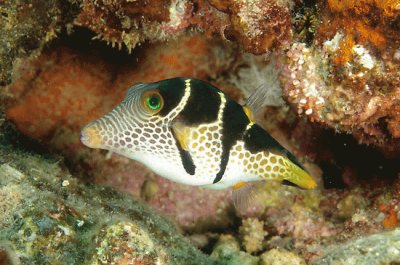 Canthigaster valentini