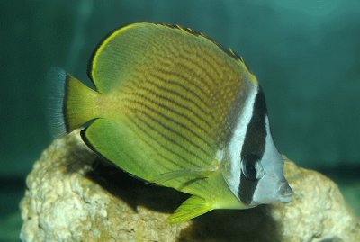 Chaetodon auripes