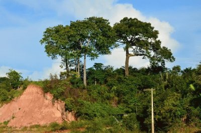 Castanheiras - Tefé - AM