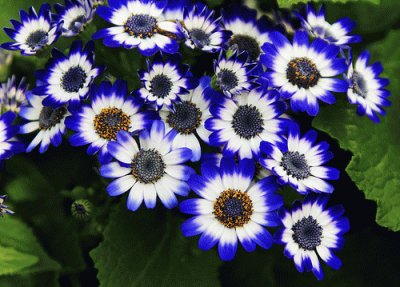 Cineraria