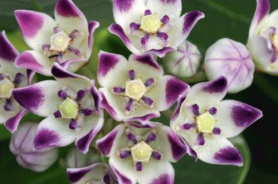 Exotic Purple Flowers