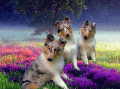 Blue Merle Rough Collie Puppies