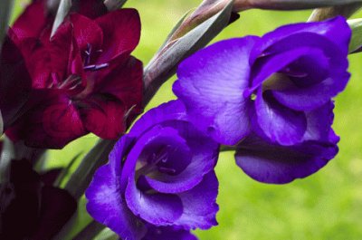 Vibrant Burgundy Crimson and Purple Gladioli